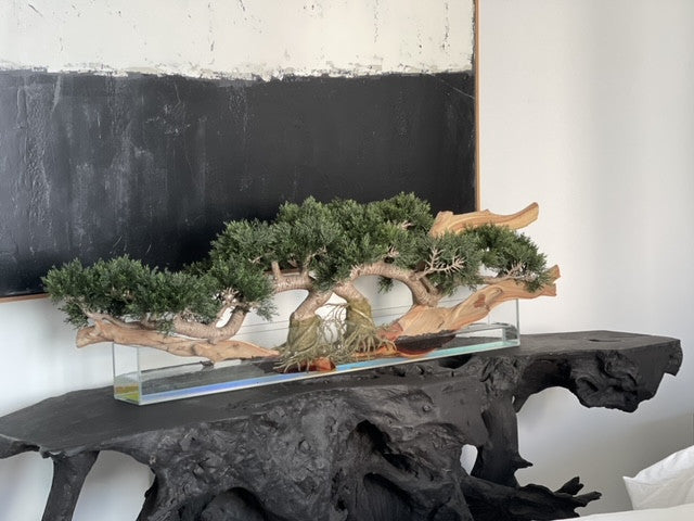 Trailing Cedar Bonsai on 36″ Glass Plate Planter