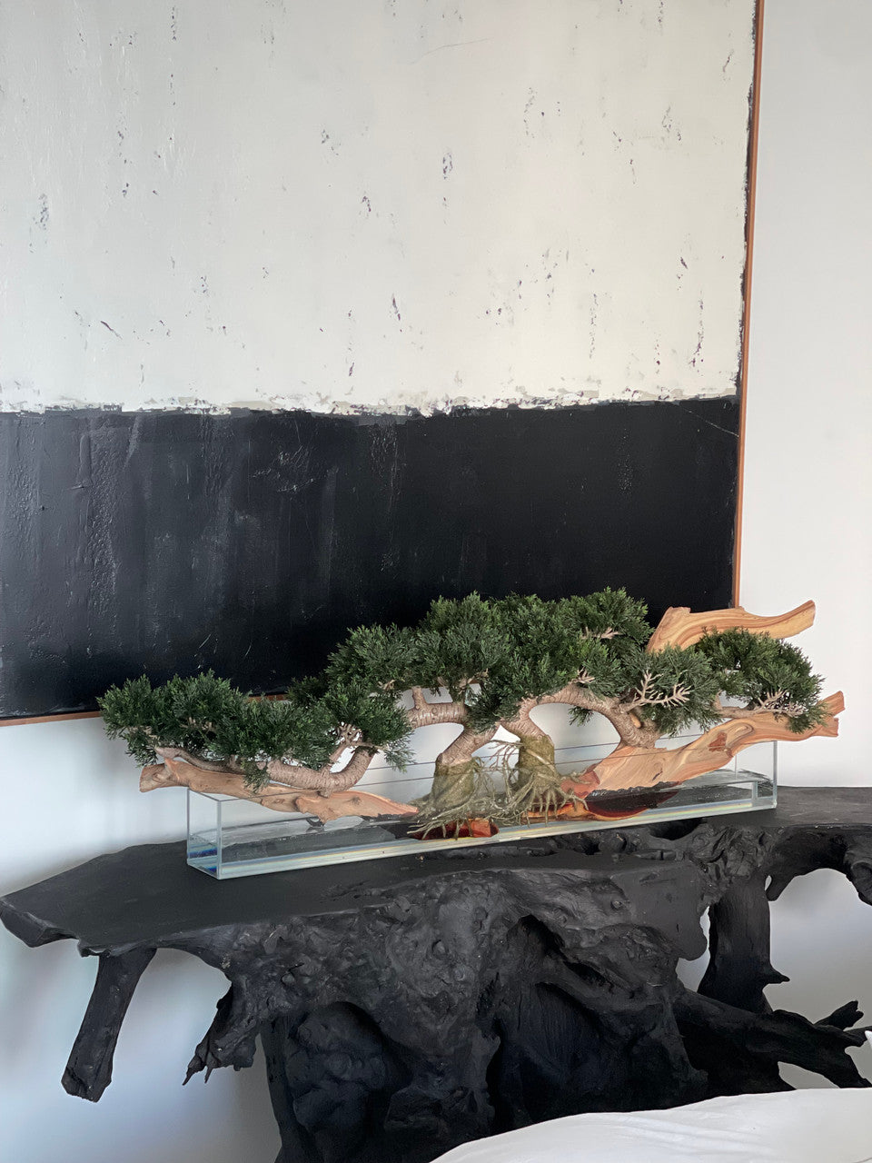 Trailing Cedar Bonsai on 36″ Glass Plate Planter