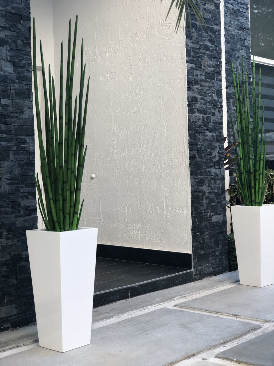 Snake grass (63″) with Beau M planter in glossy white