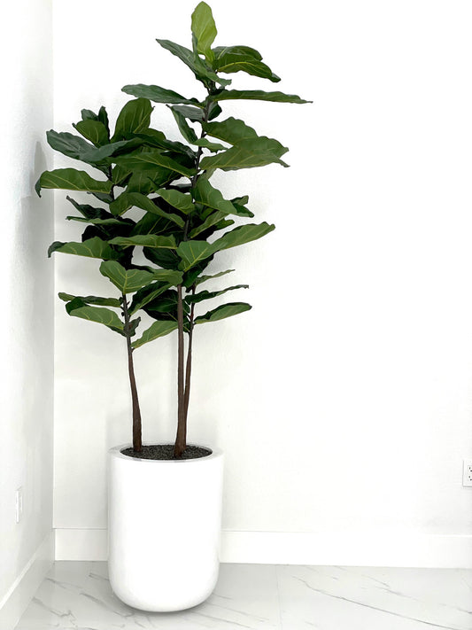 Fiddle Leaf Tree with Dice L Glossy White Fiberglass Planter