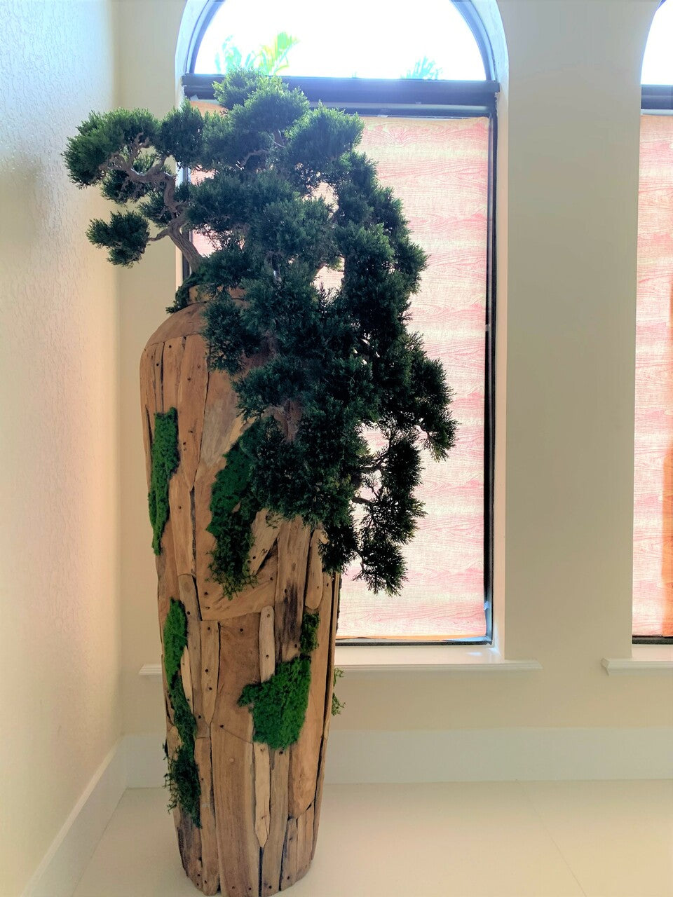 Extra Large Trailing Cedar Bonsai on One-of-a-Kind Teak Planter