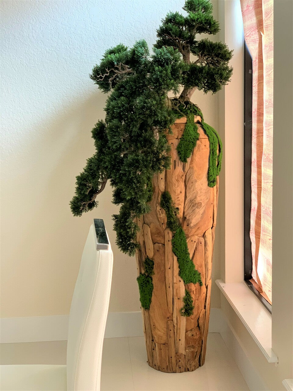 Extra Large Trailing Cedar Bonsai on One-of-a-Kind Teak Planter