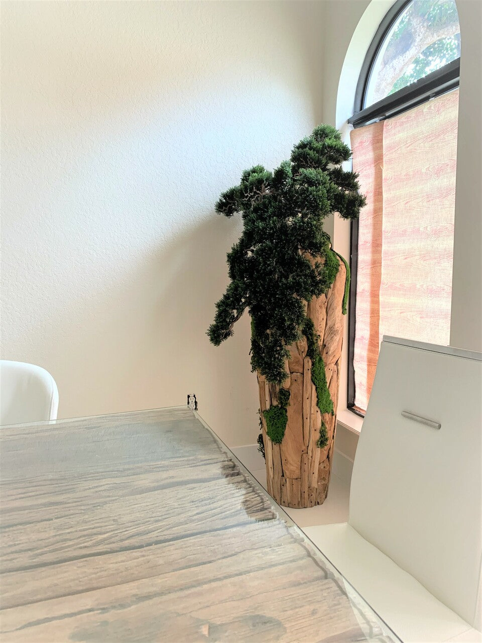 Extra Large Trailing Cedar Bonsai on One-of-a-Kind Teak Planter