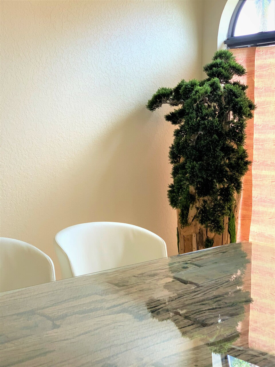 Extra Large Trailing Cedar Bonsai on One-of-a-Kind Teak Planter