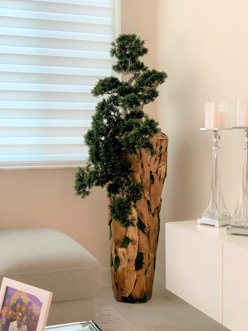 Large Trailing Cedar Bonsai on One-of-a-Kind Teak Planter