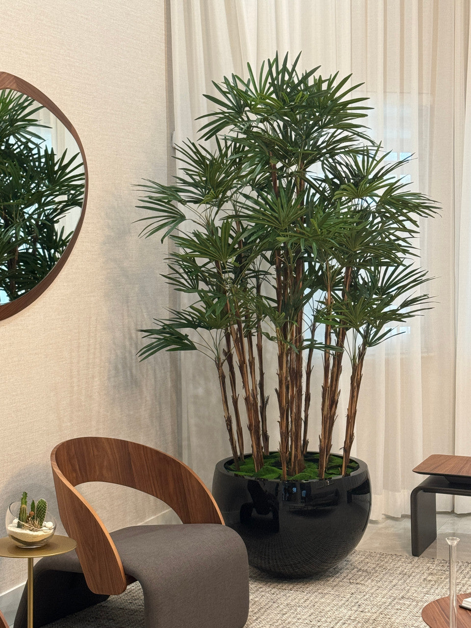 Black Terragona Planter with Lady Palm