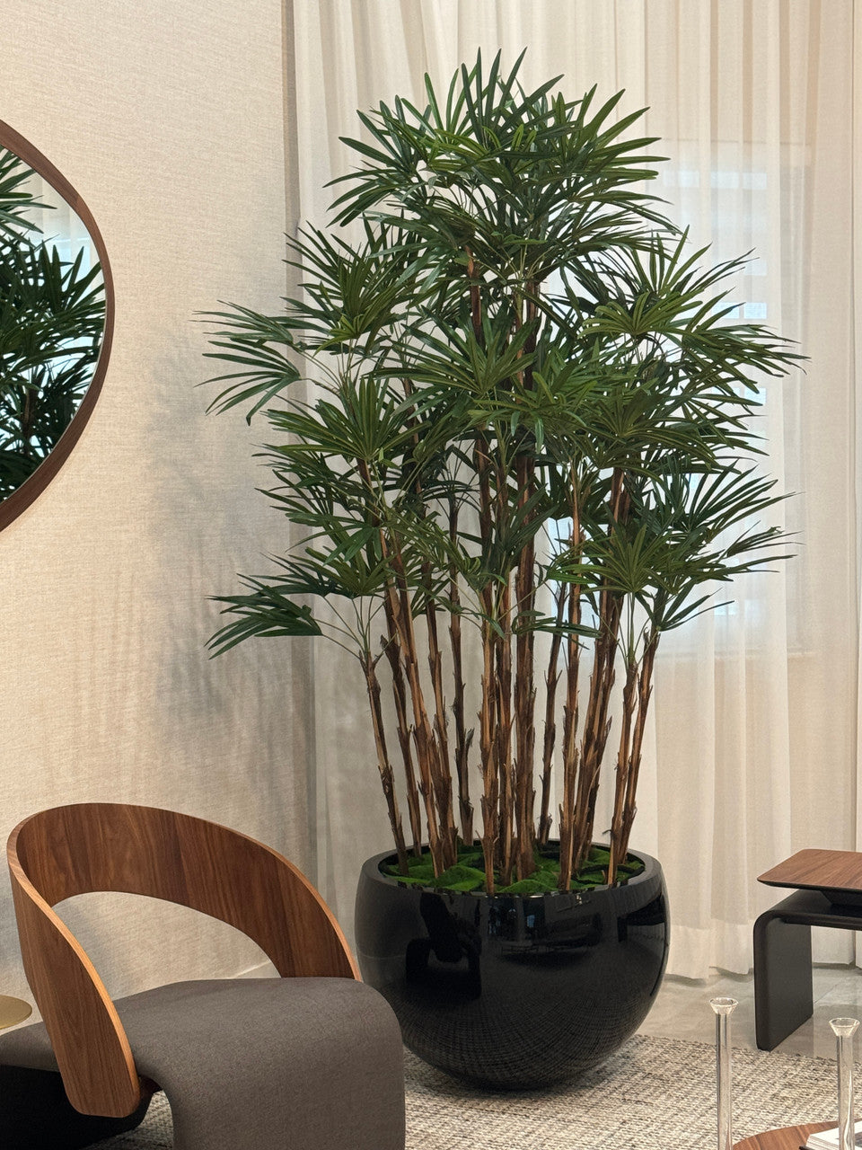 Black Terragona Planter with Lady Palm