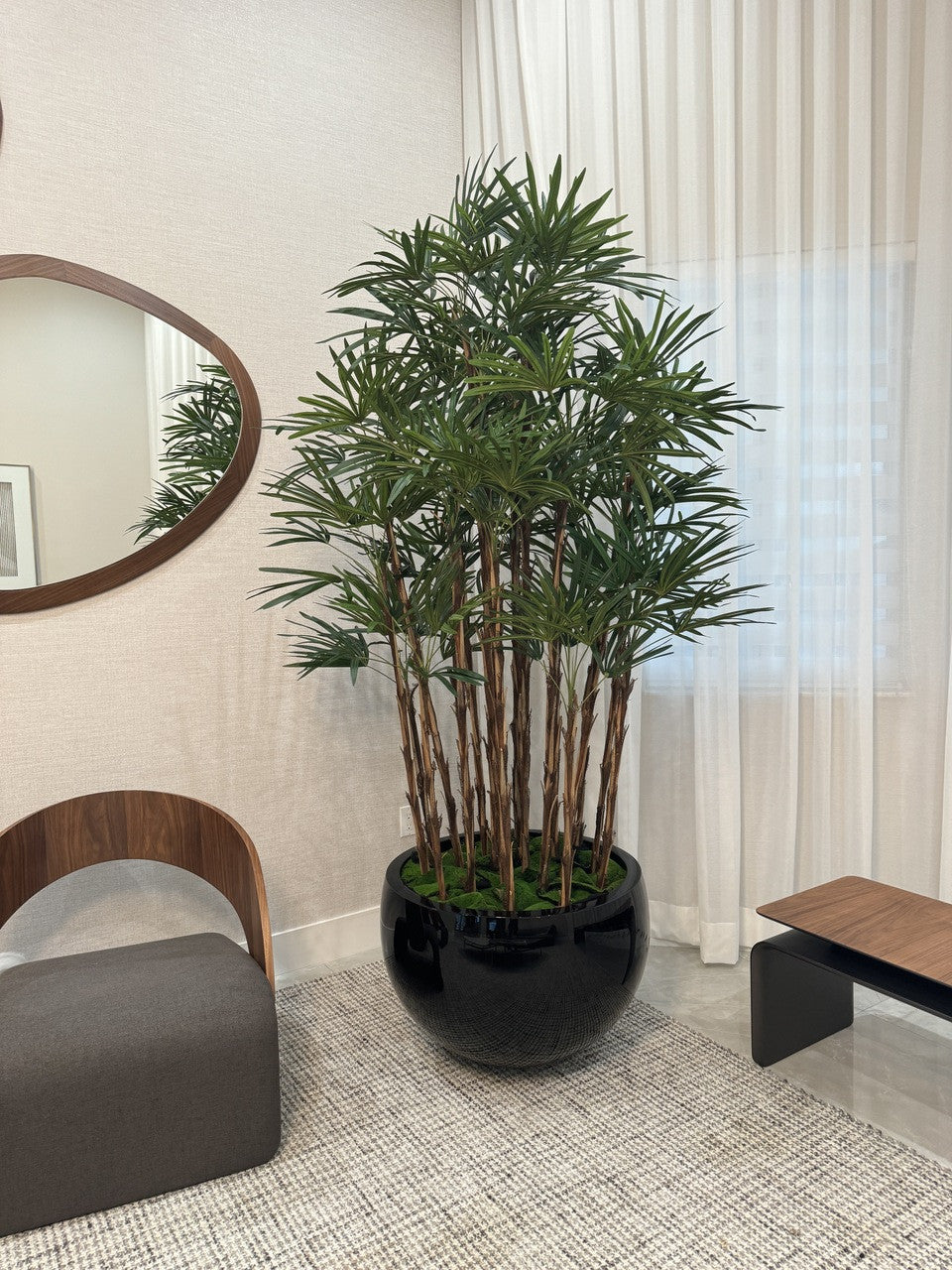 Black Terragona Planter with Lady Palm