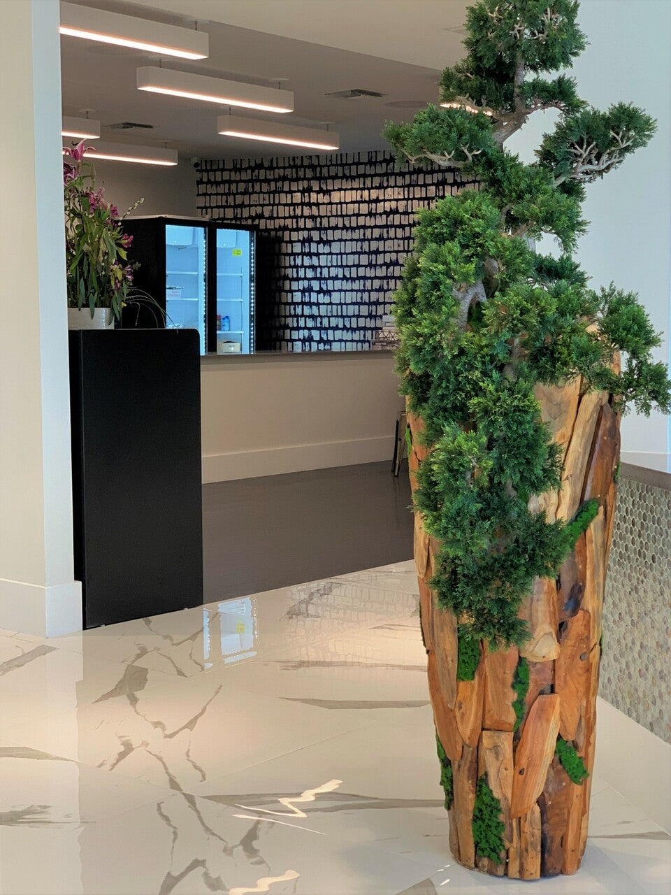 Large Trailing Cedar Bonsai on One-of-a-Kind Teak Planter
