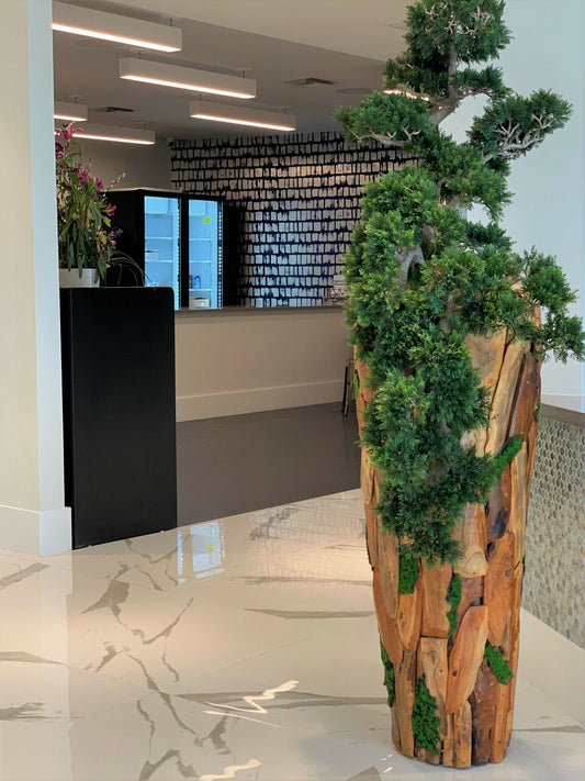 Large Trailing Cedar Bonsai on One-of-a-Kind Teak Planter