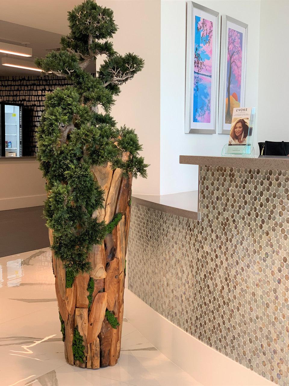 Large Trailing Cedar Bonsai on One-of-a-Kind Teak Planter