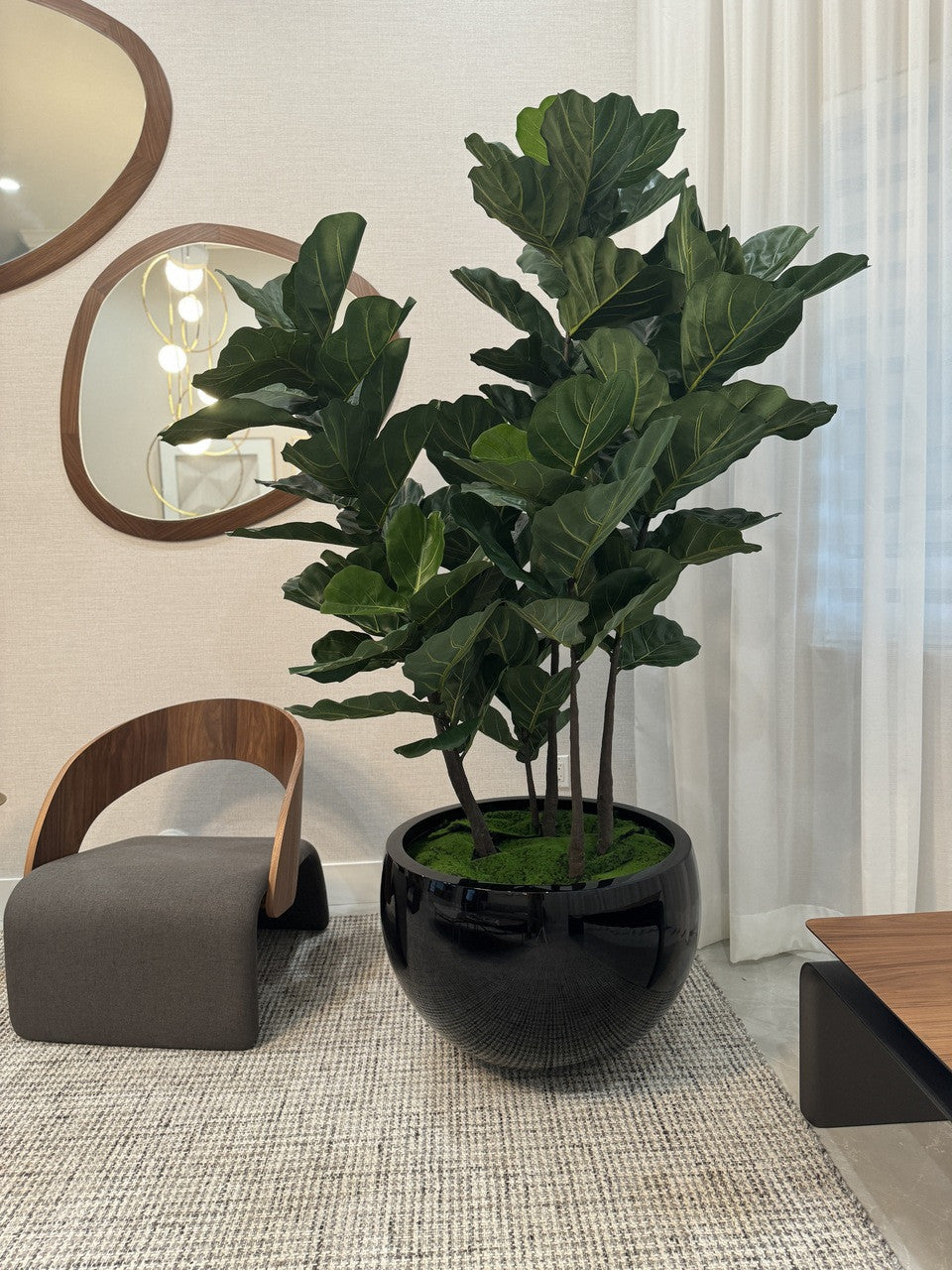 Jardinière noire Terragona avec figuier lyre