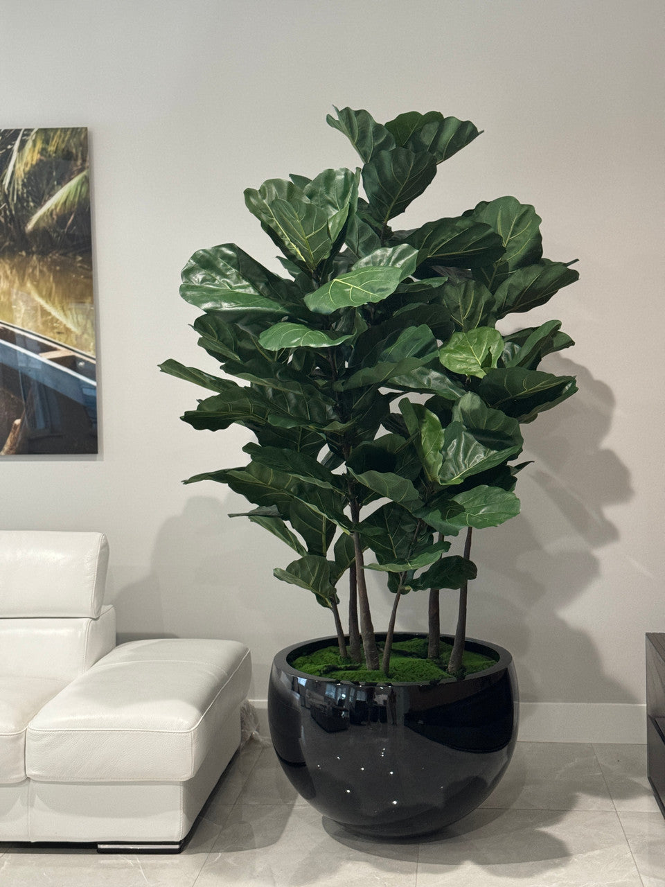 Jardinière noire Terragona avec figuier lyre