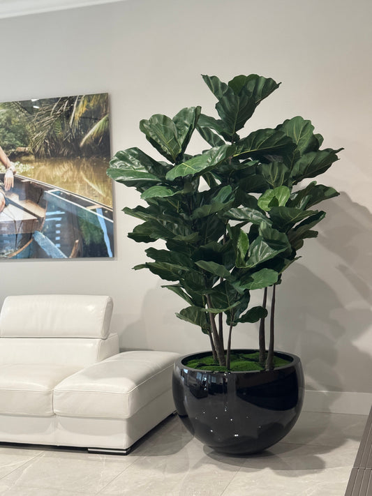Jardinière noire Terragona avec figuier lyre
