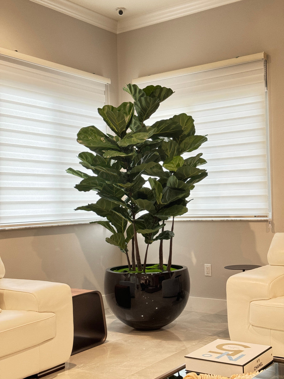 Jardinière noire Terragona avec figuier lyre