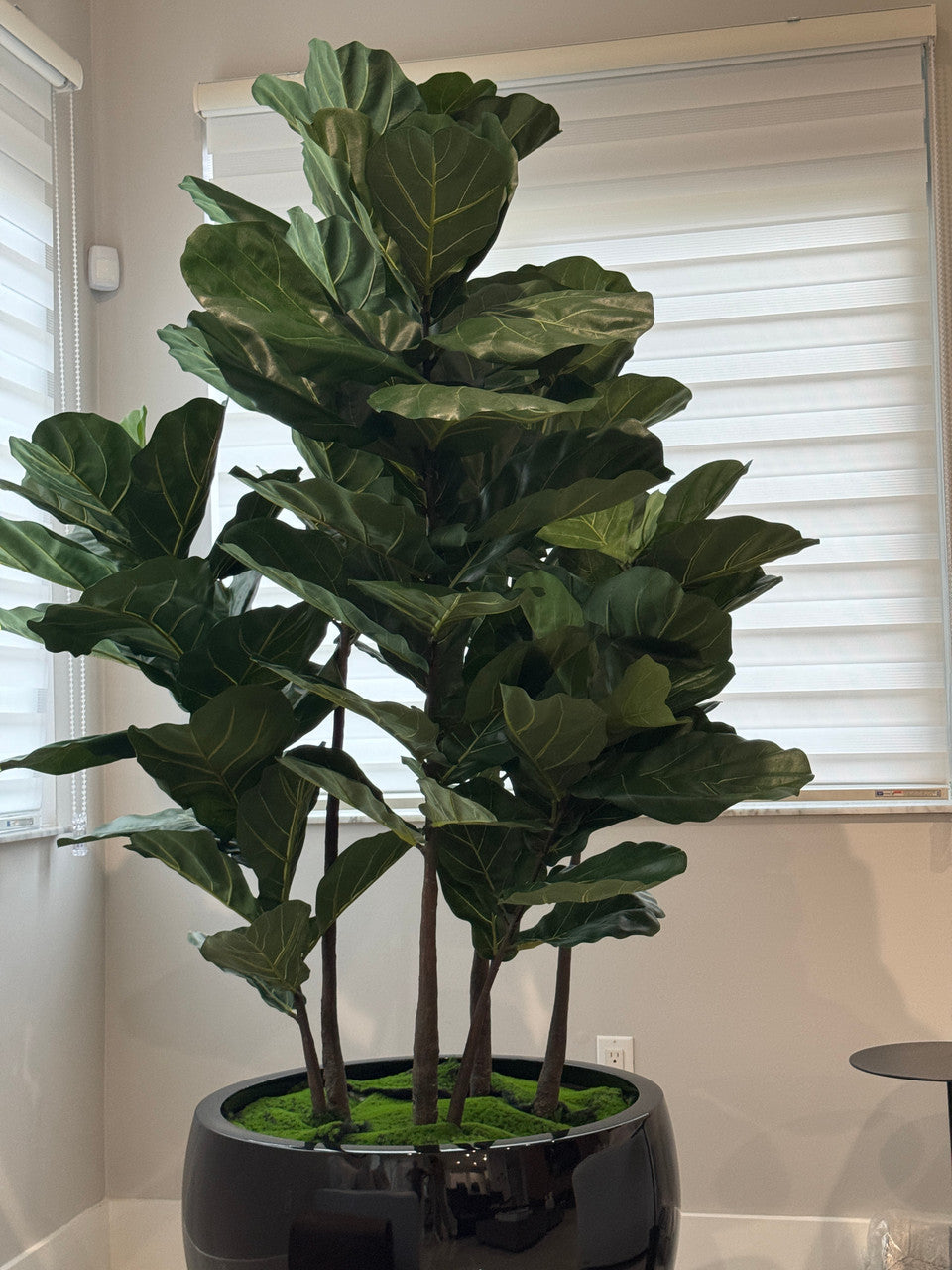 Jardinière noire Terragona avec figuier lyre