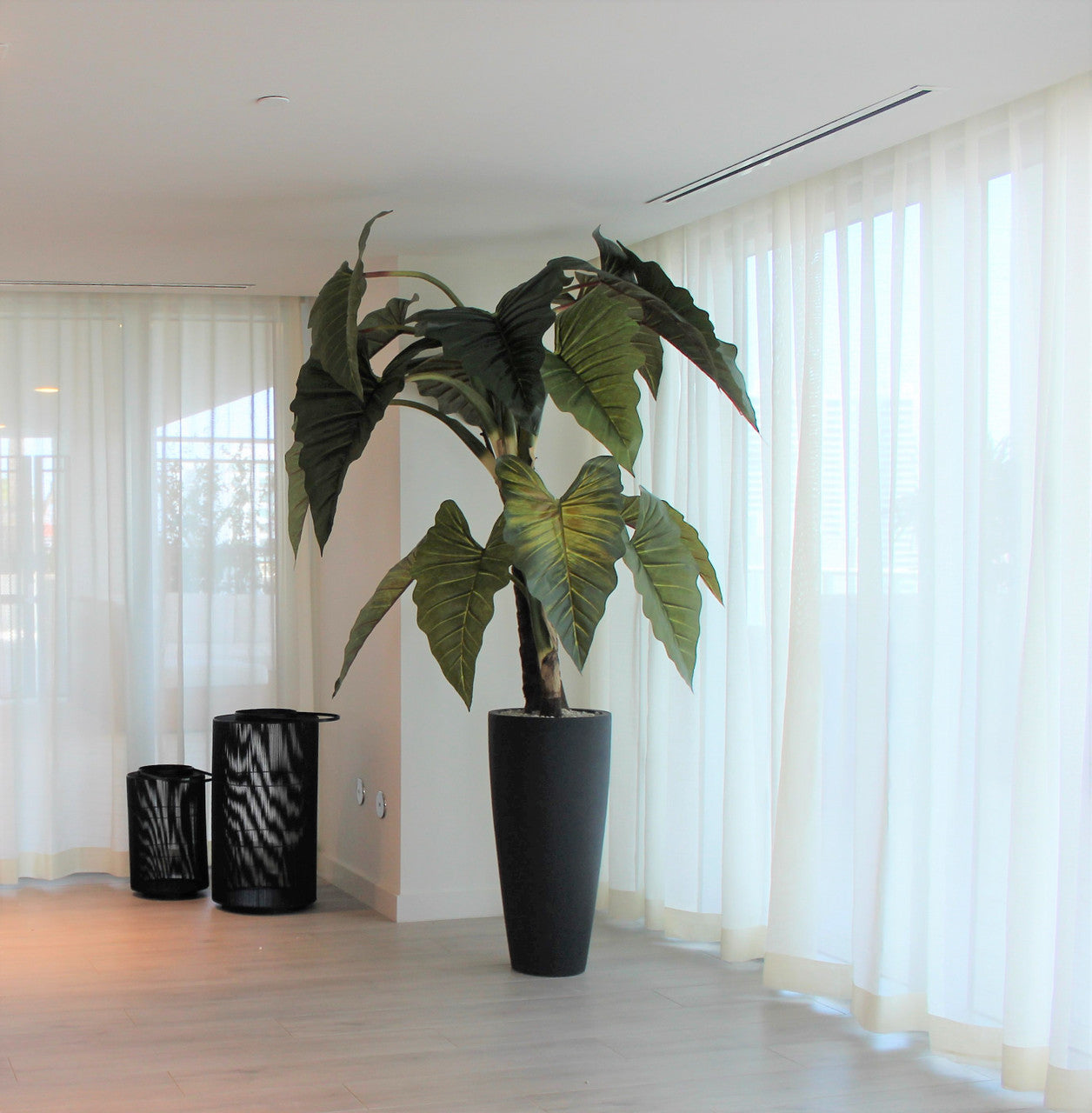Red Prince Alocasia with Ashton planter in black