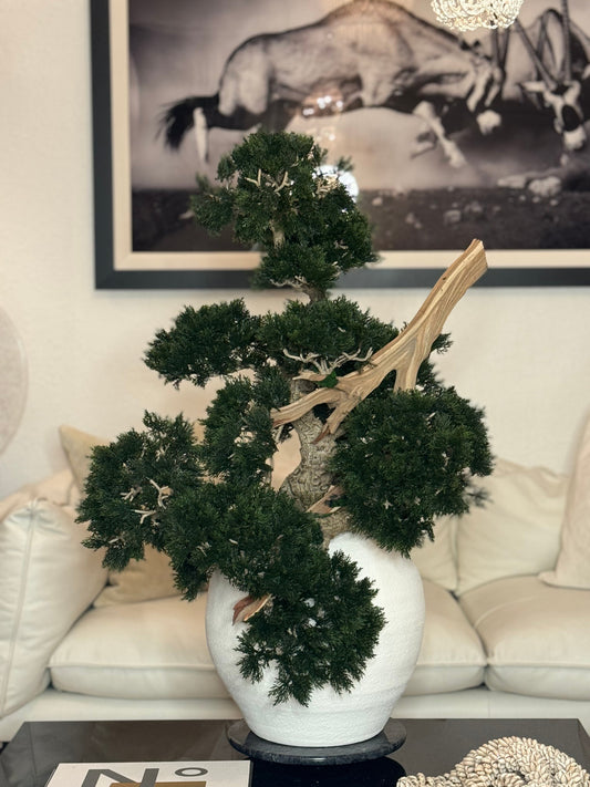 Konos Vase with Semi cascade Bonsai style (Han-kengai)