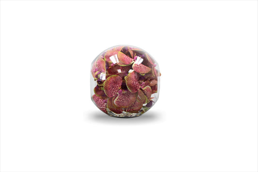 Vase Crosswinds de 25 cm avec orchidées roses