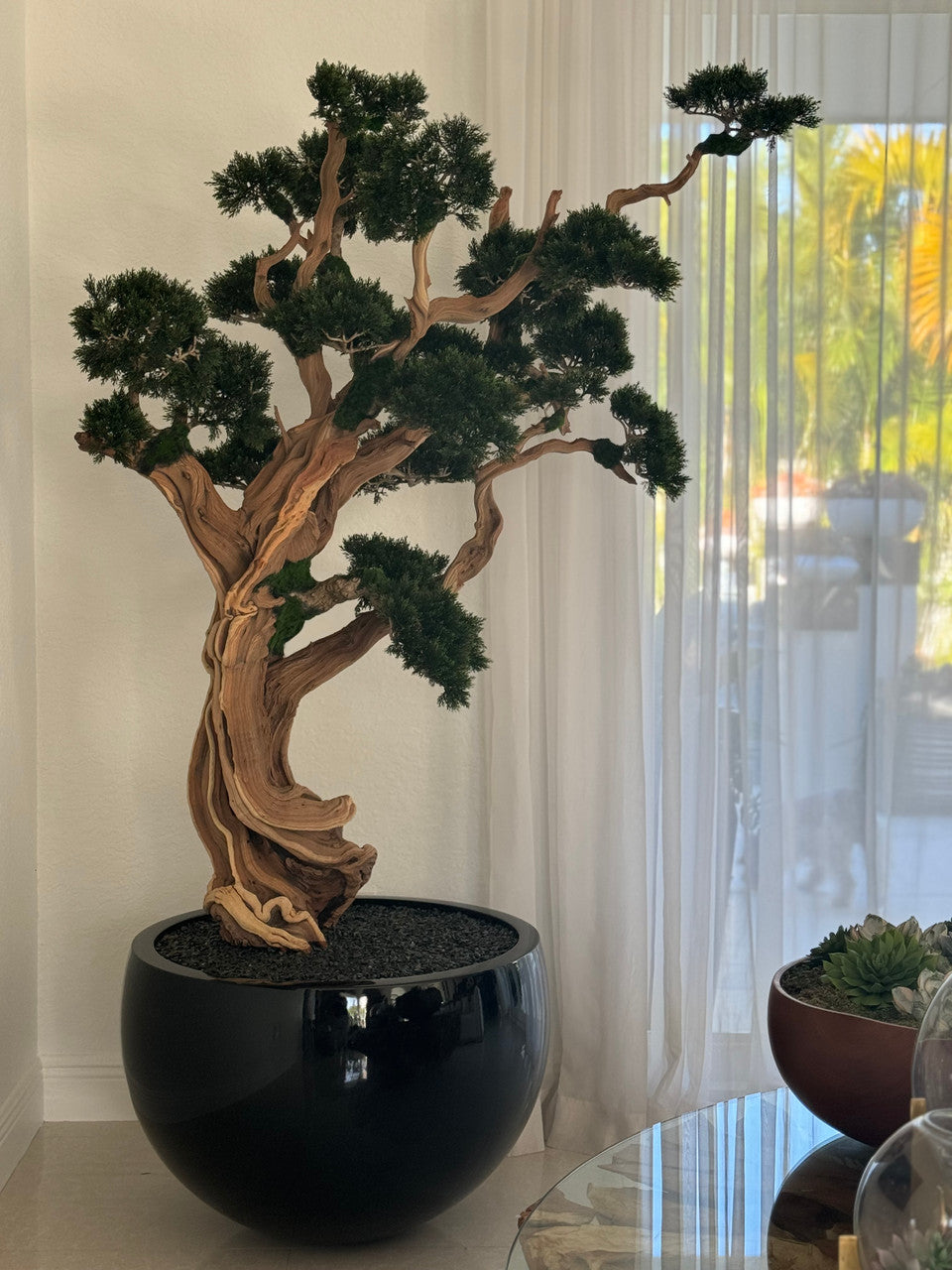 Trailing Bonsai in Glossy Black Terragona Planter