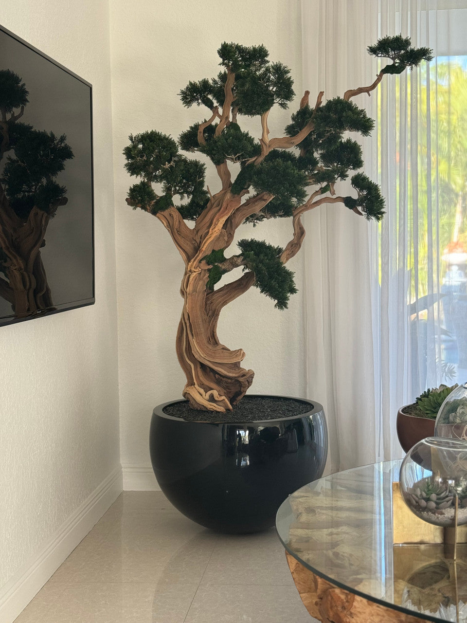 Trailing Bonsai in Glossy Black Terragona Planter