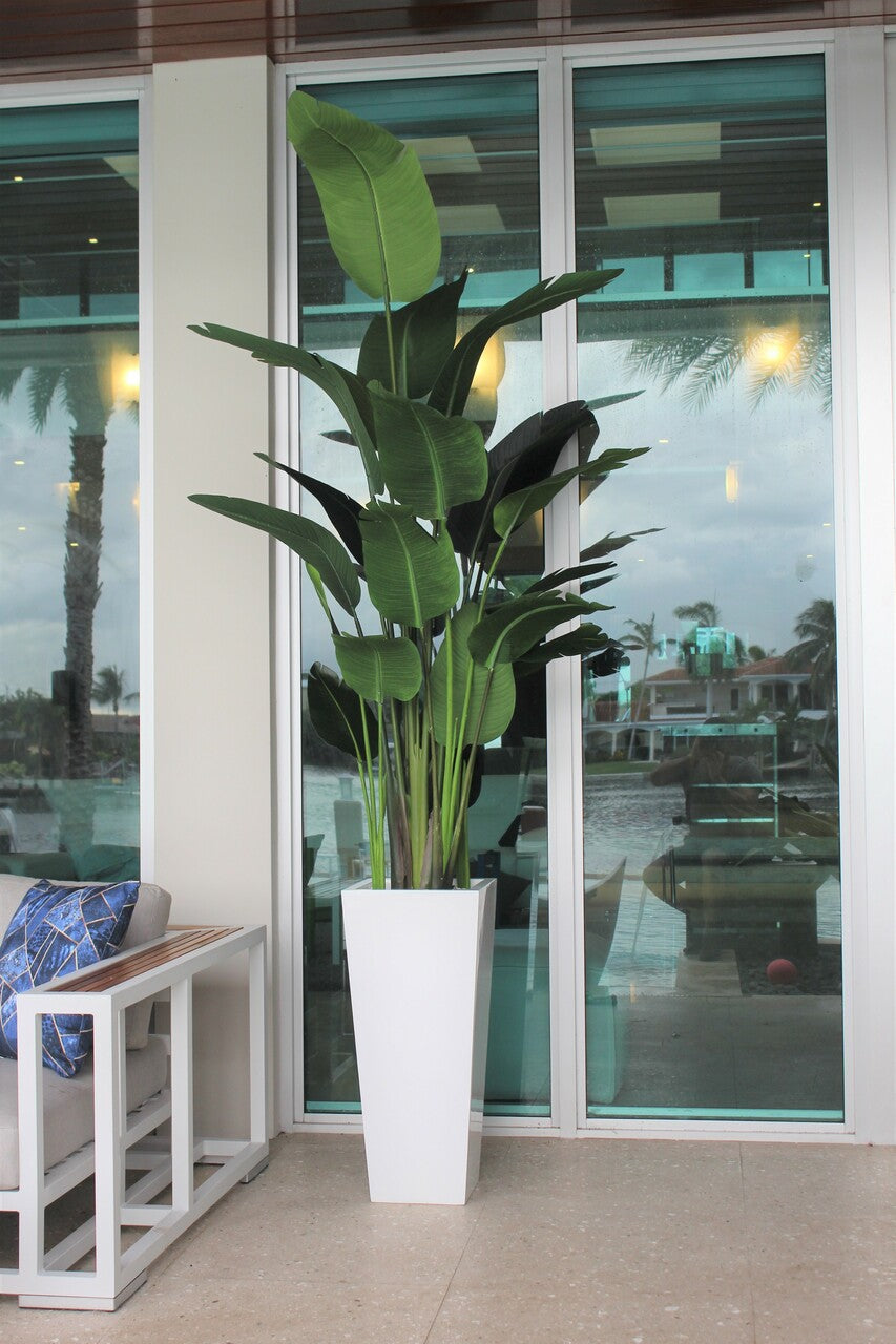 9 ft Bird of Paradise with Medium Beau Planter in Glossy White