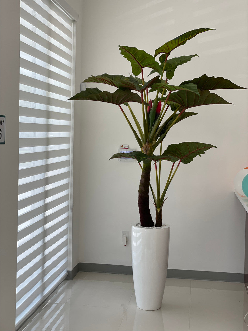 Red Prince Alocasia in Dax L glossy white planter
