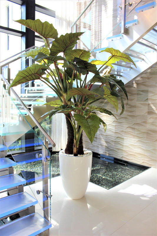 Red Prince Alocasia in Ben XL glossy white planter