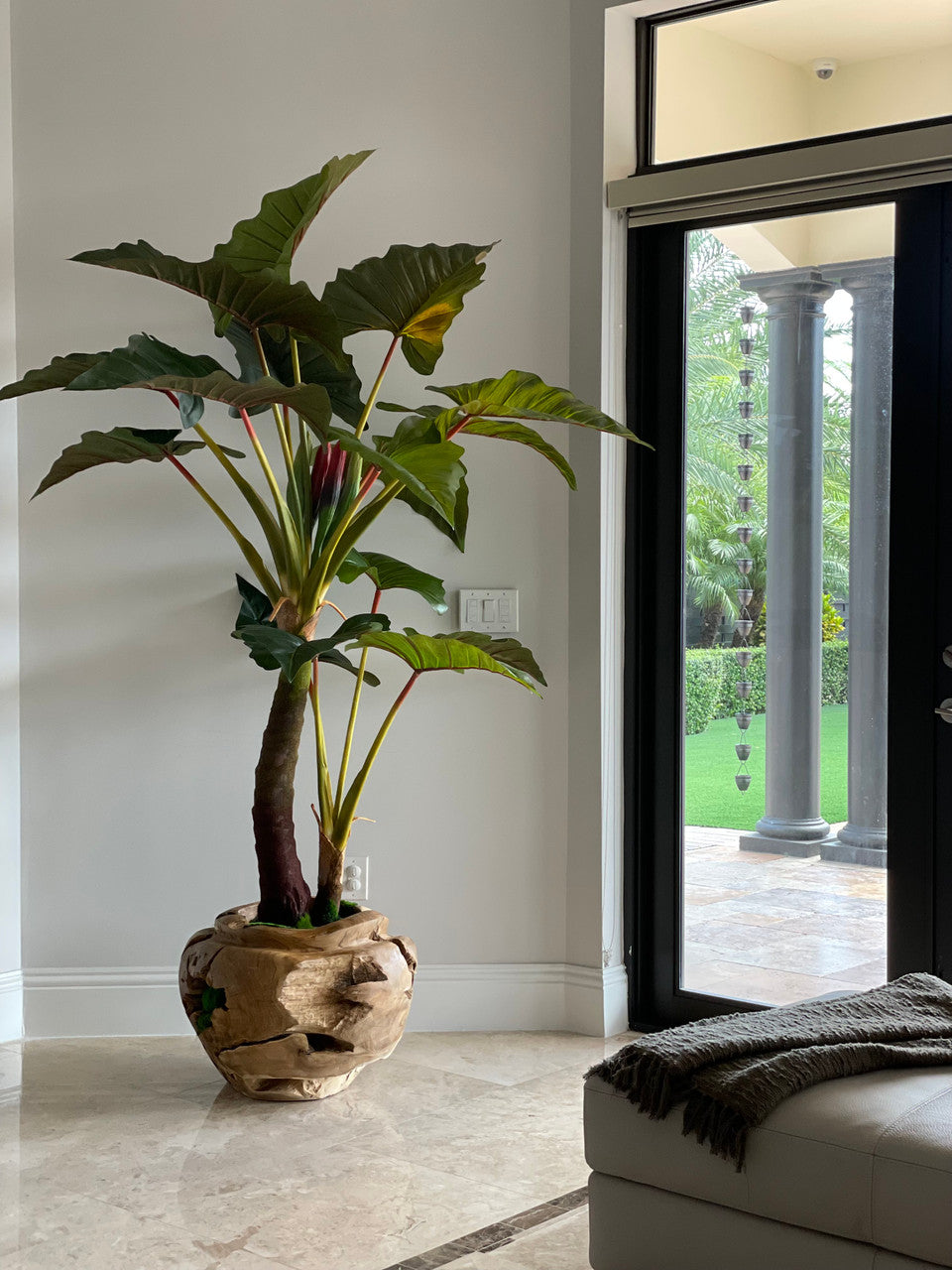 Oversized Teak Bowl with Alocacia Plant