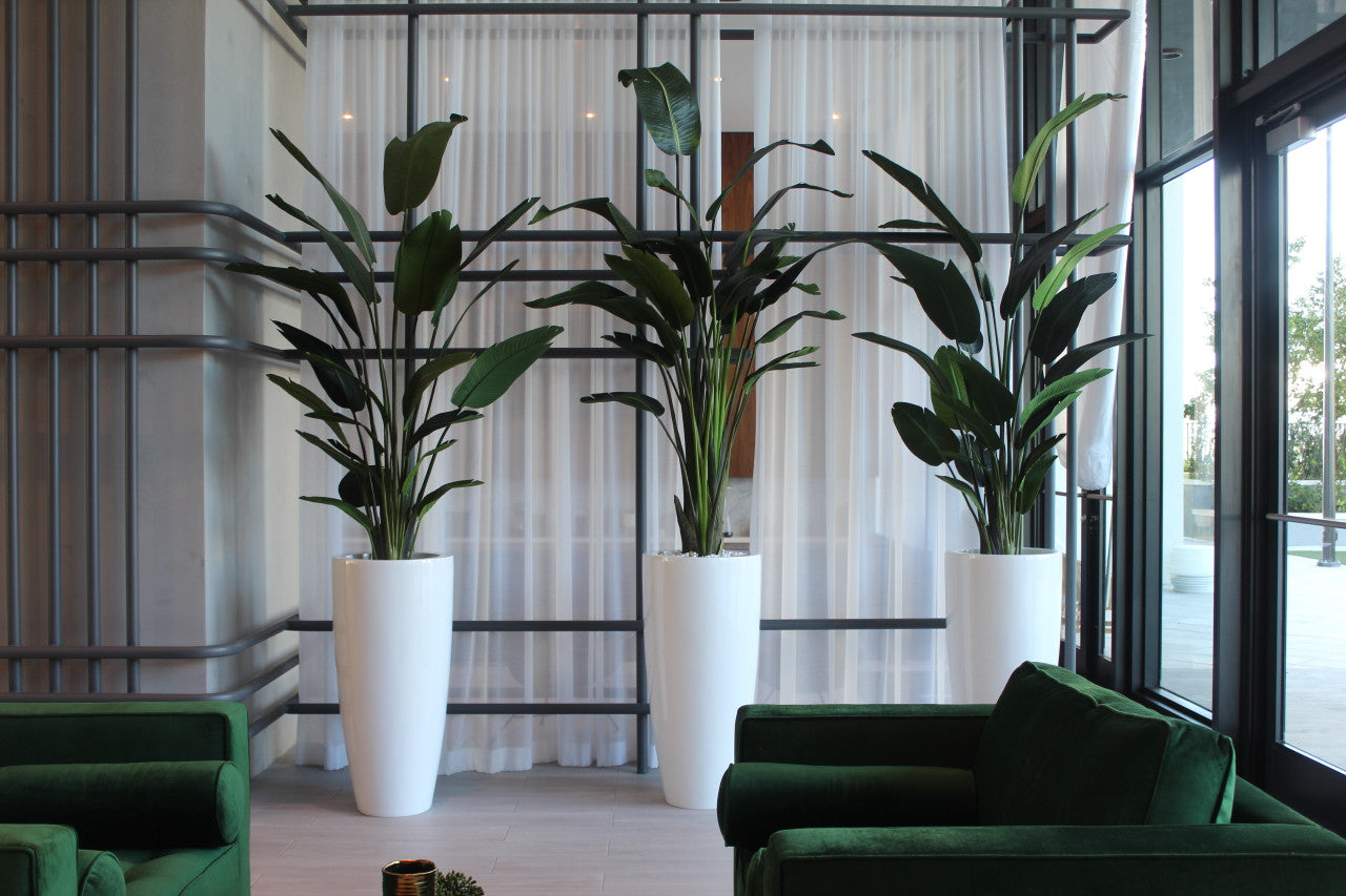 9 ft Bird of Paradise with XL Dax  Planter