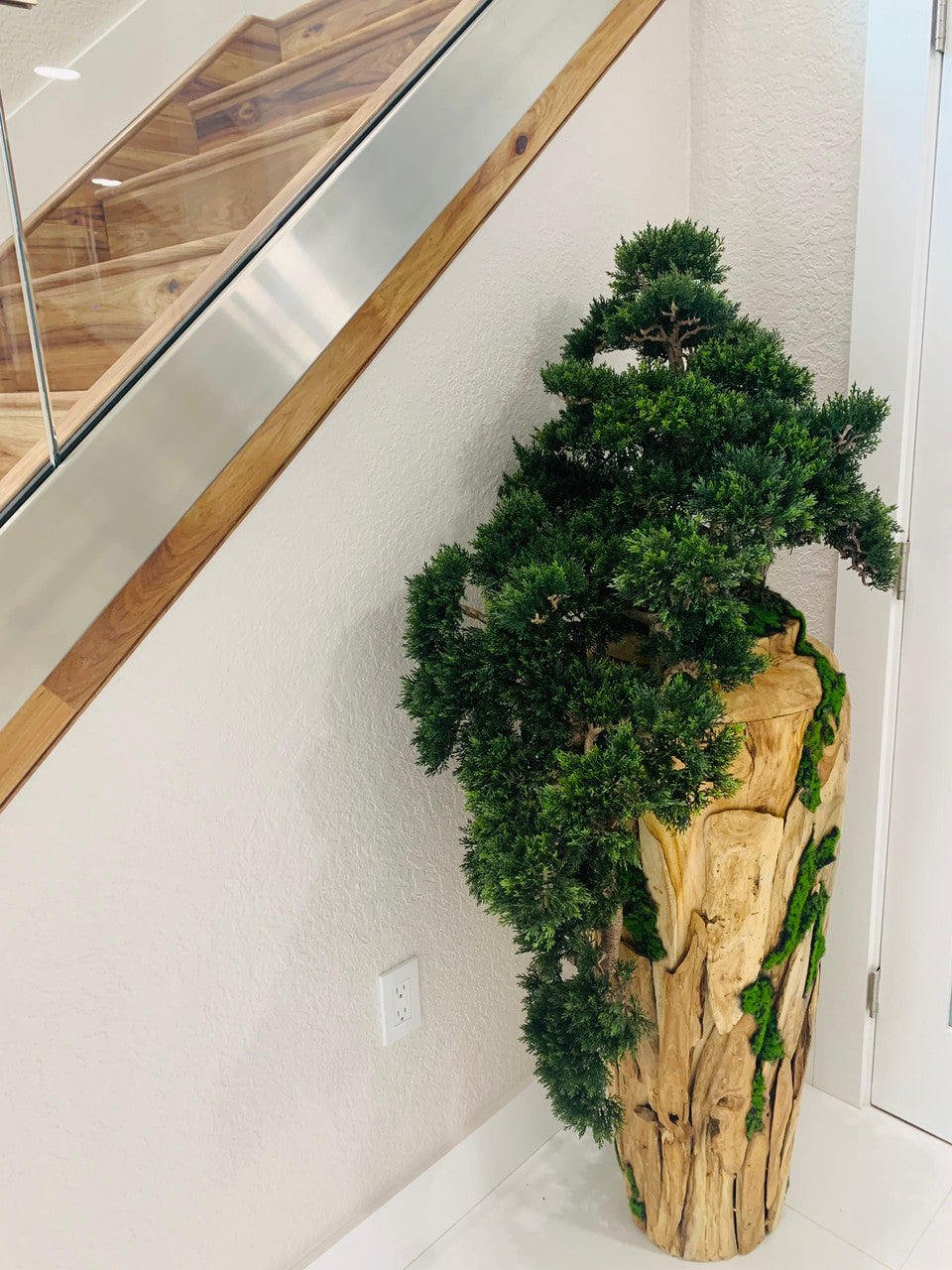 Large Trailing Cedar Bonsai on One-of-a-Kind Teak Planter