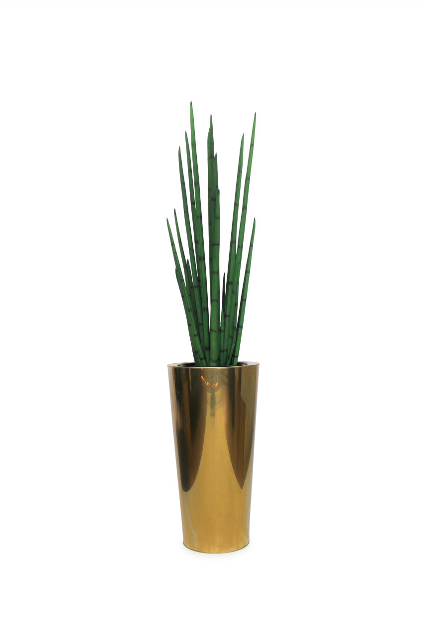 Cône moyen effilé en acier inoxydable or pur avec plante Snake Grass moyenne
