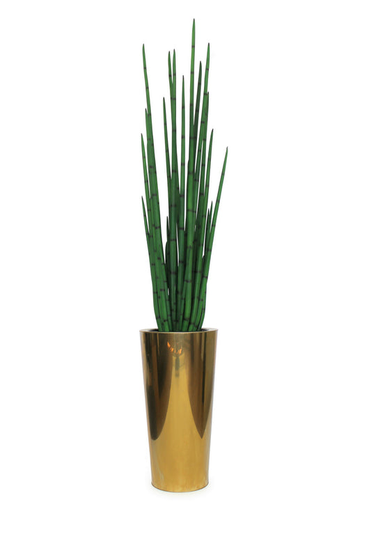 Pure Gold Stainless Steel Tapered Medium Cone with Large Snake Grass Plant
