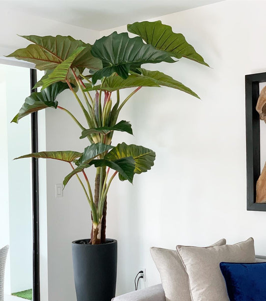 Red Prince Alocasia with Ashton planter in black