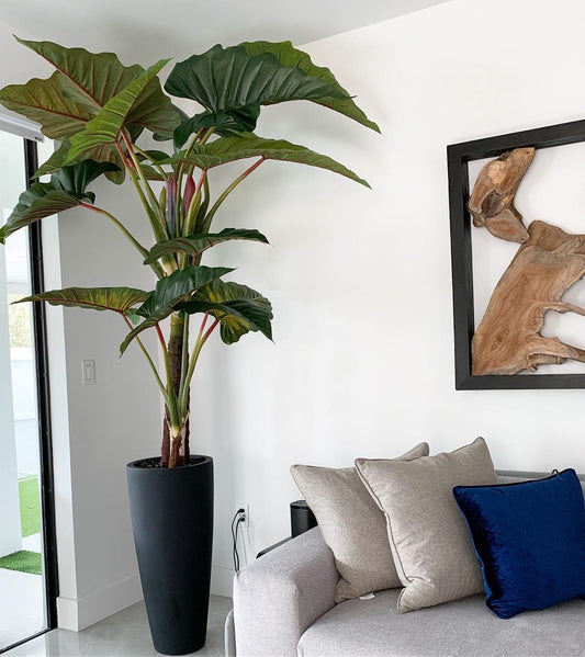 Red Prince Alocasia with Ashton planter in black