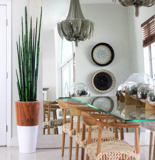 Snake grass (63″) with Lux planter in white