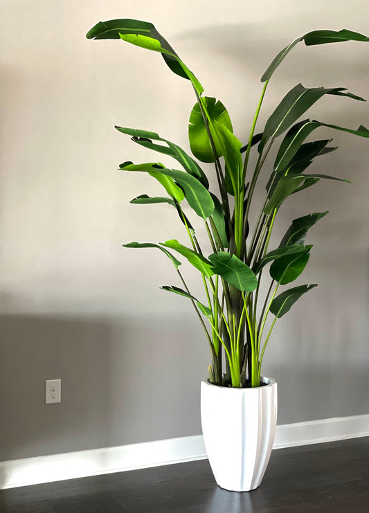 Alicante Planter in Glossy White with 9ft Bird of Paradise