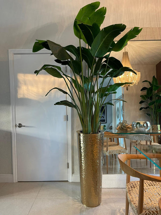 Gold Hammered Planter with Bird of Paradise (7′)