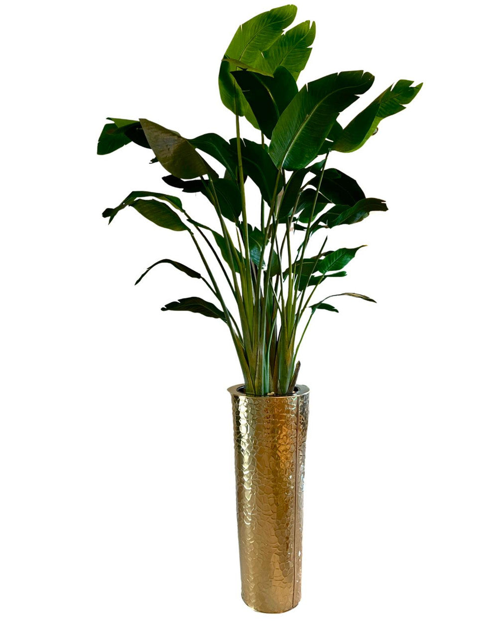 Gold Hammered Planter with Bird of Paradise (7′)