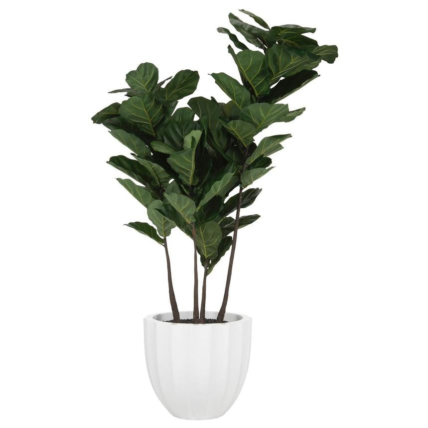 Santa Barbara Planter with  Planter with Fiddle Tree