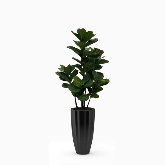 Glossy Black San Jose Planter with Fiddle Leaf Tree