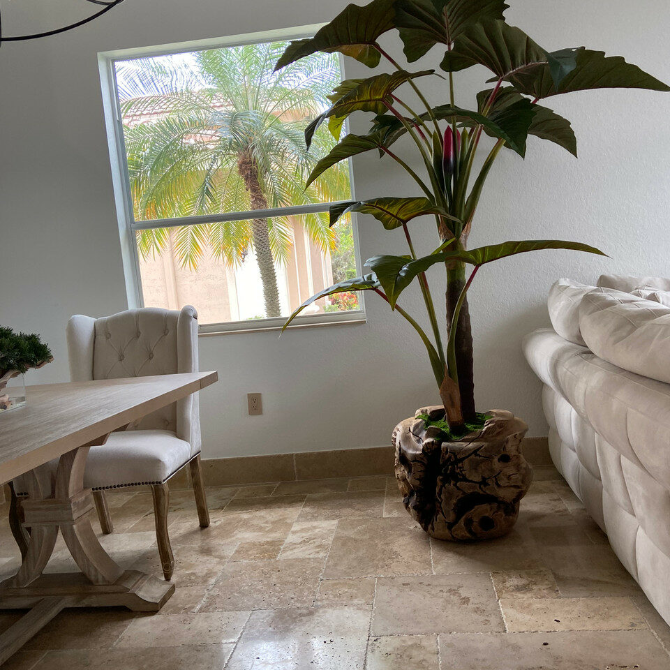 Oversized Teak Bowl with Alocacia Plant