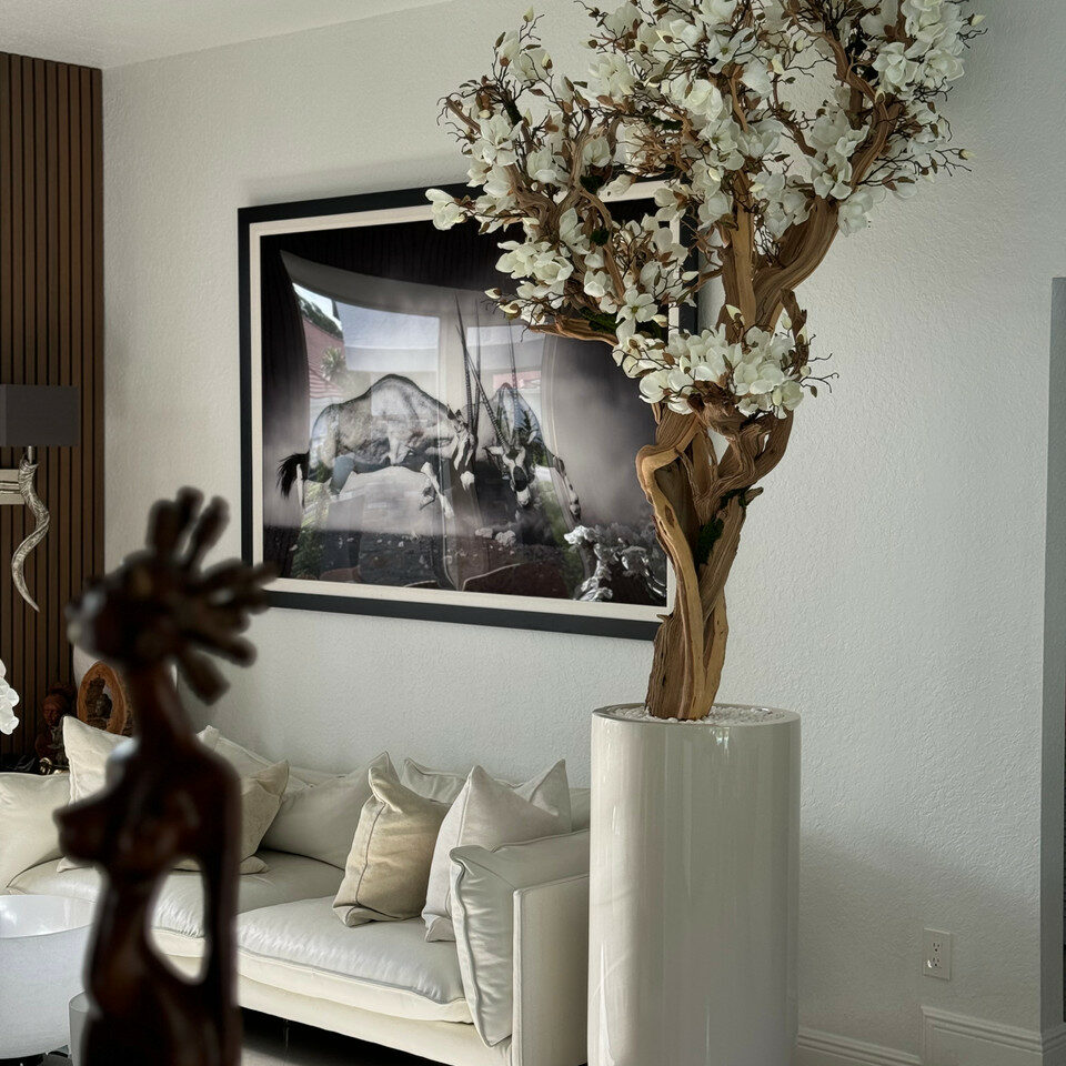 Most popular 10ft white magnolia tree in glossy beige st tropez planter