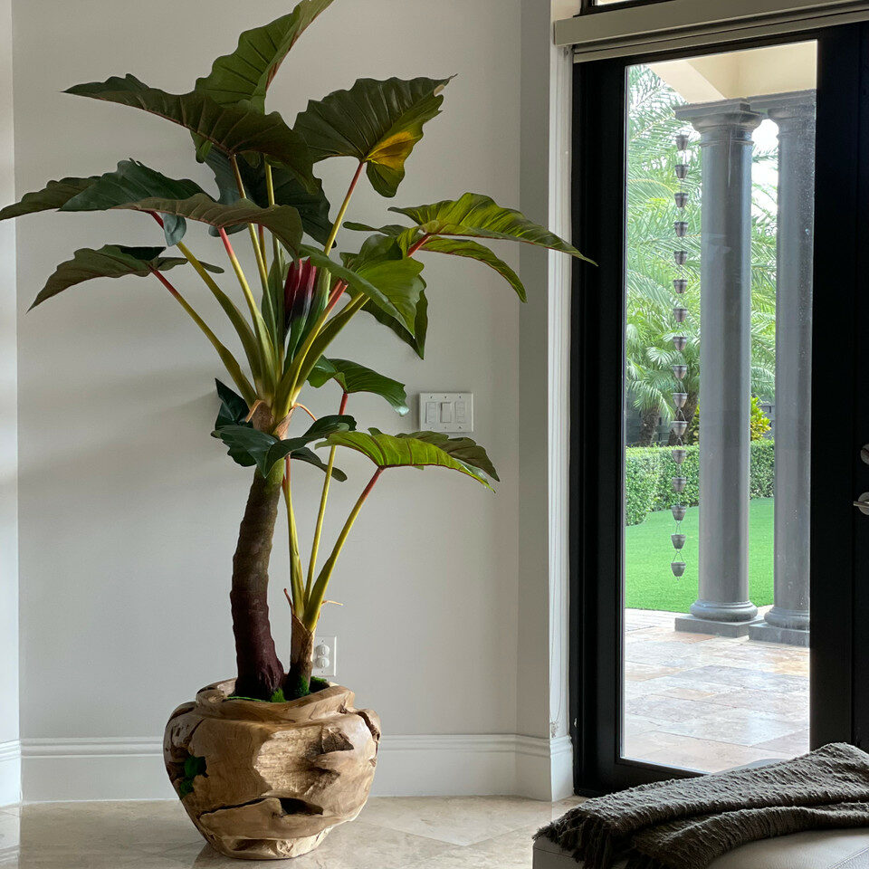 Oversized Teak Bowl with Alocacia Plant