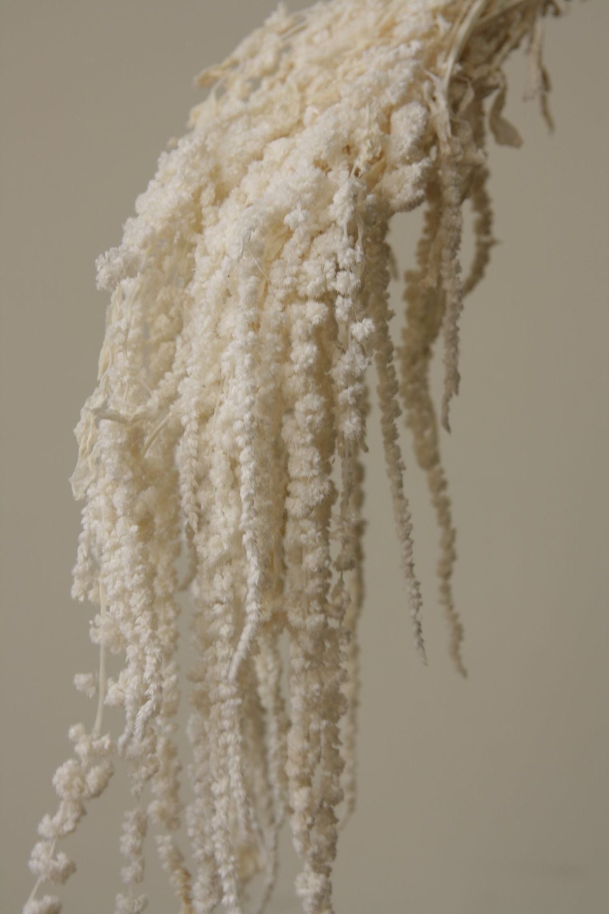 AMARANTHUS - DRIED FLOWERS - HOME DECOR