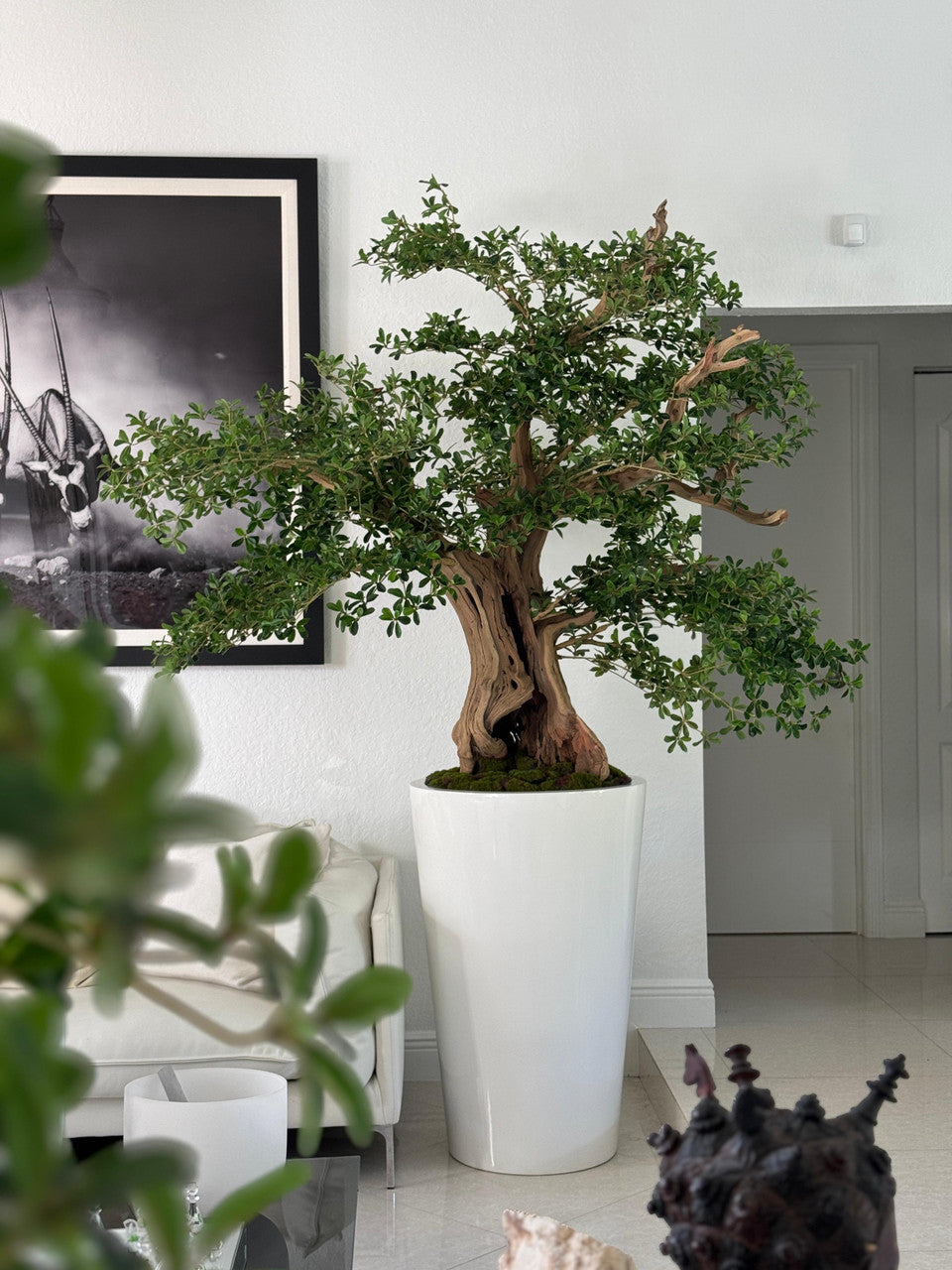 Artificial Black Olive Bonsai Tree in Glossy White Belle Planter