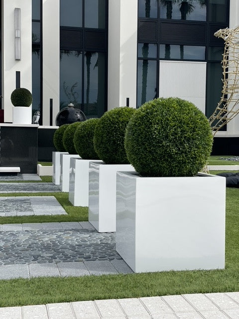 Jardinière en fibre de verre grand bloc avec topiaire de 20 po (1 en stock)