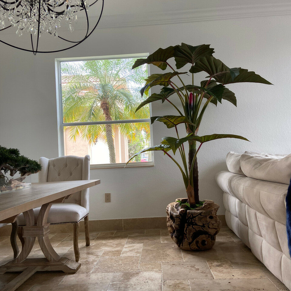 Oversized Teak Bowl with Alocacia Plant