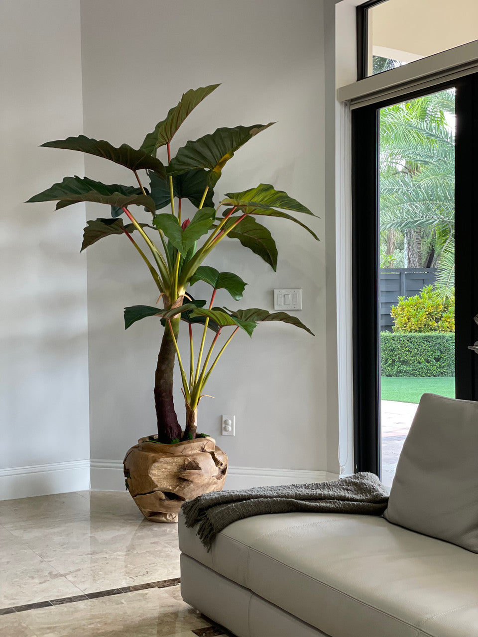 Oversized Teak Bowl with Alocacia Plant