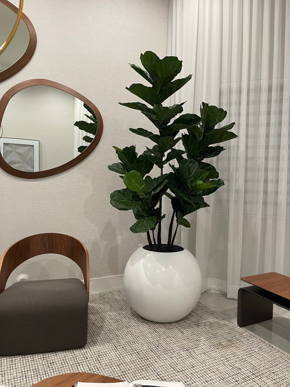 Pot de fleurs sphérique de 30″ avec Ficus lyrata